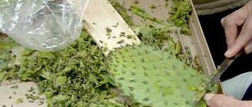 Nopal Powder Capsules (Prickly Pear) Cleaning & Scaling